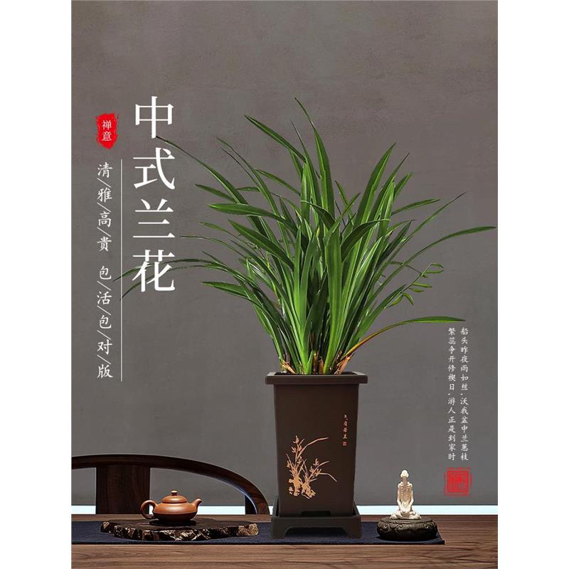 墨兰花苗精品大卉盆栽室内