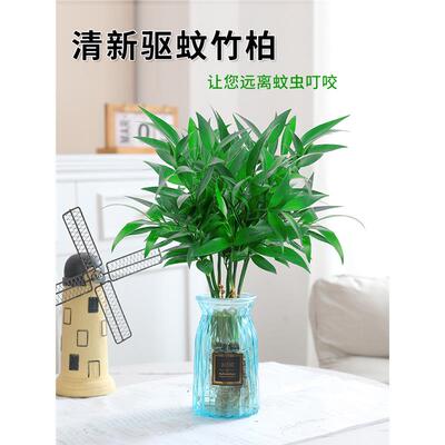 驱蚊竹柏水培植物大棵室内