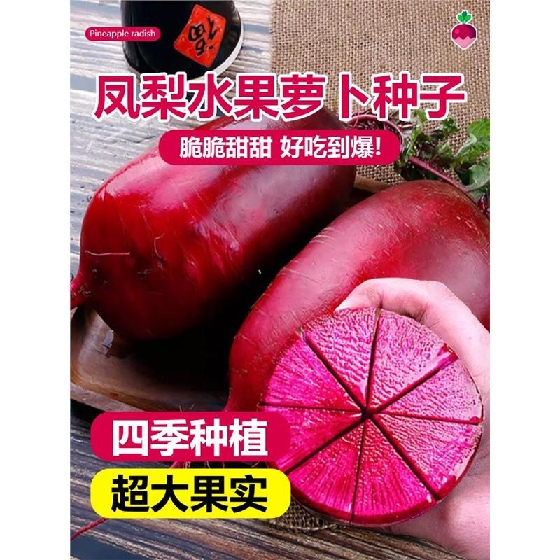 凤梨水果萝卜种籽四季生吃