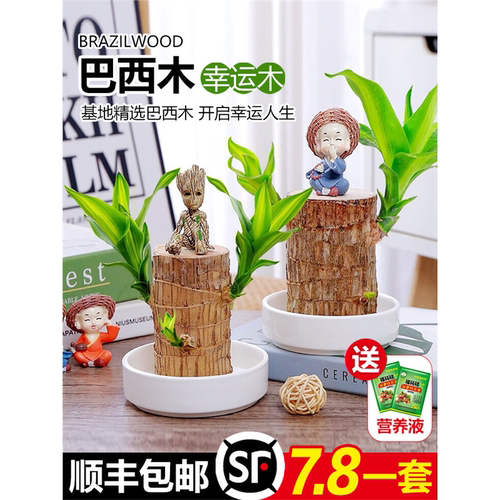 巴西木水养幸运开花绿植室