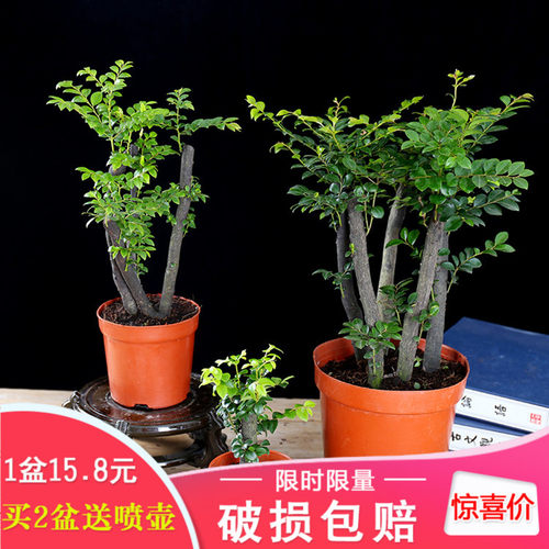 黑骨茶四季常青办公室小叶紫檀