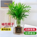珍椰子 富贵椰散尾葵盆栽室内花卉绿植凤尾竹客厅绿植好养植物袖