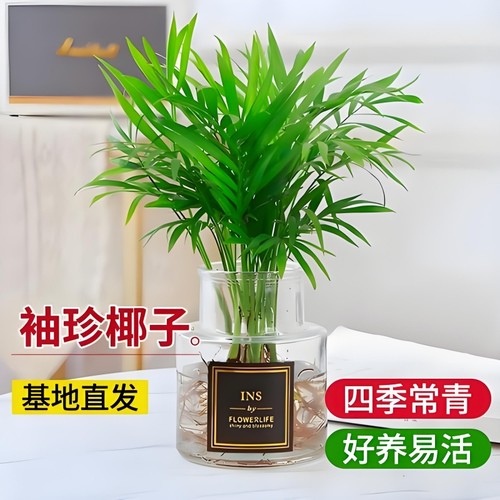 富贵花卉客厅好养袖珍椰子凤尾竹