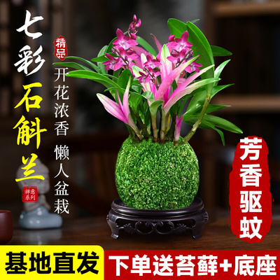 七彩香水石斛兰盆栽带花四