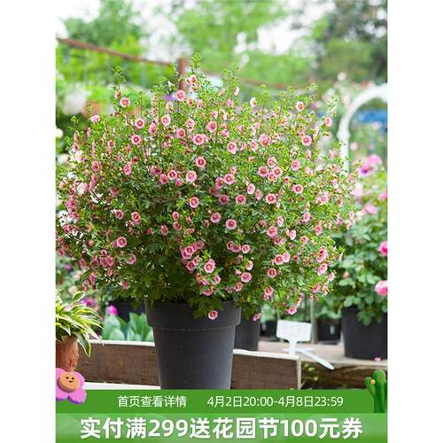 小木槿花树苗盆栽棒糖室外