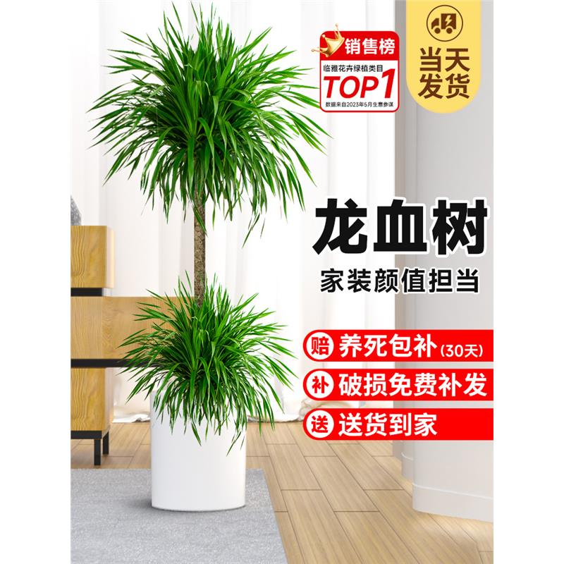 龙须树大型绿植多头血铁发