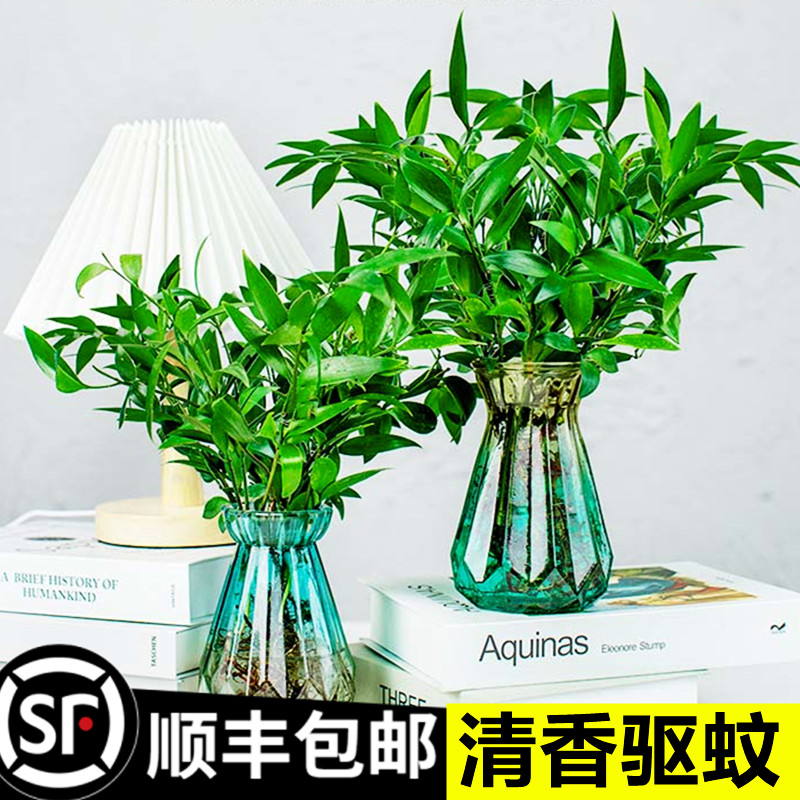 水培植物竹柏富贵室内客厅