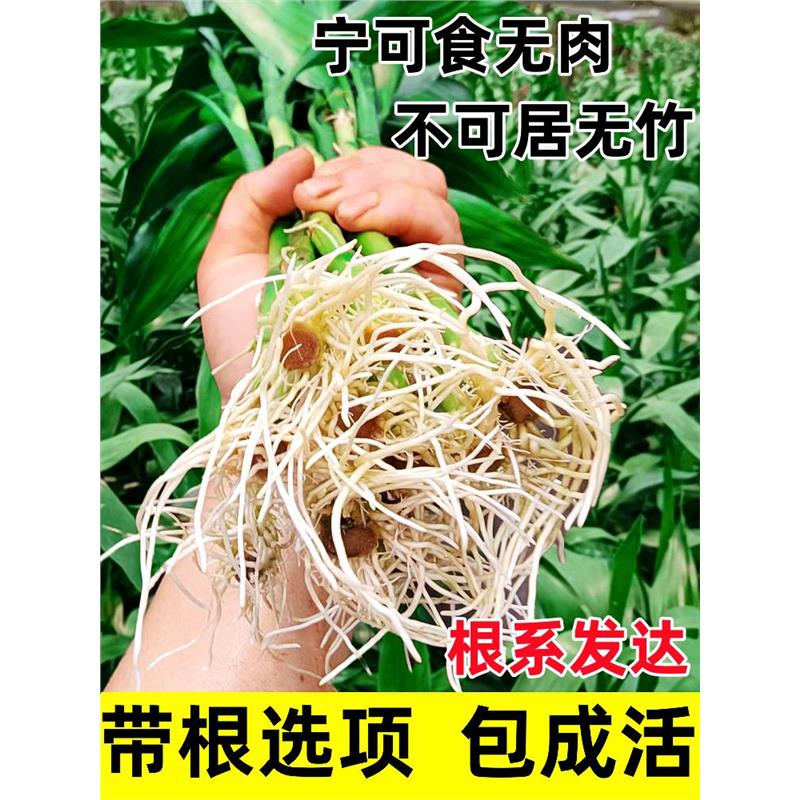 带根富贵竹水培植物养转运竹子绿植盆栽花卉室内客厅招发财树绿萝