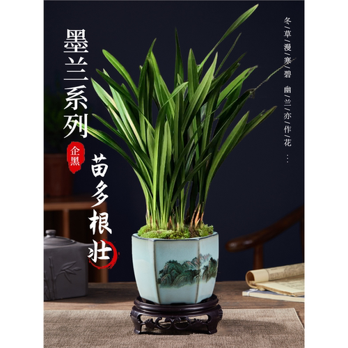 浓香兰花盆栽墨企黑报岁宽