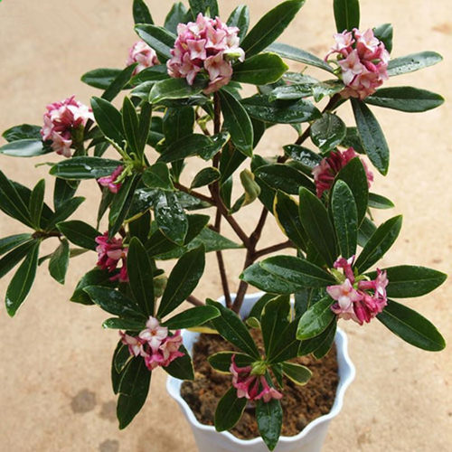 绿植金边瑞香盆栽吸甲醛观花植物