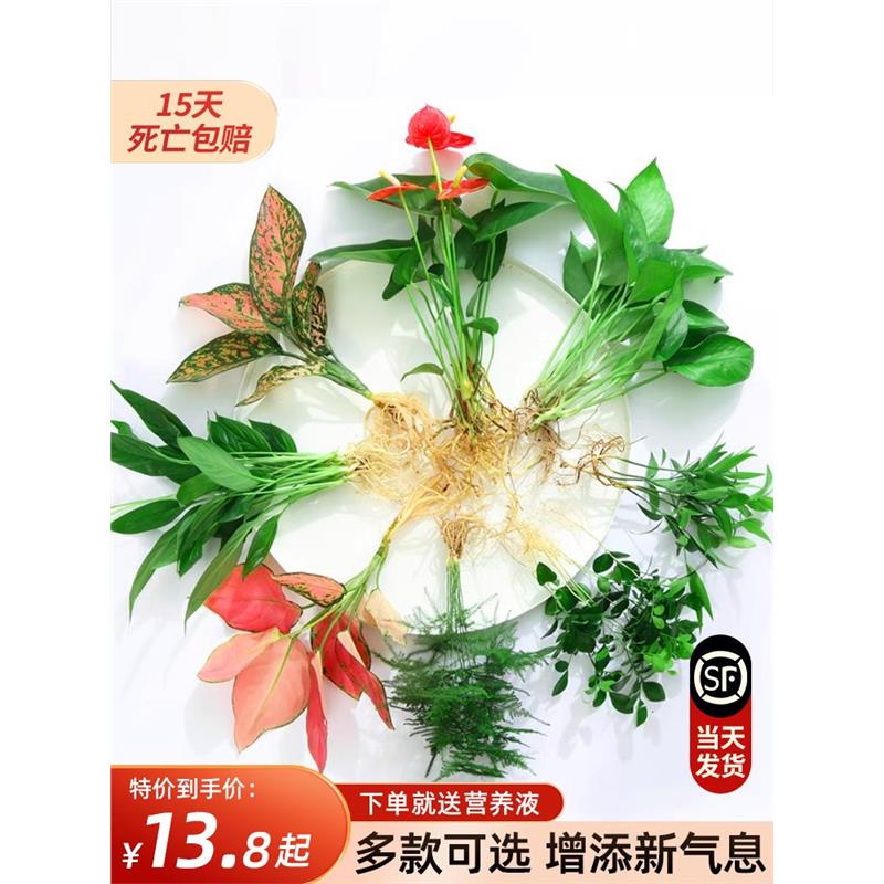 花卉盆栽水培植物室内花绿植四季水生好养活绿萝富贵文竹芋红白掌