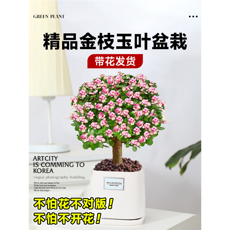 金枝玉叶盆栽老桩多肉水培