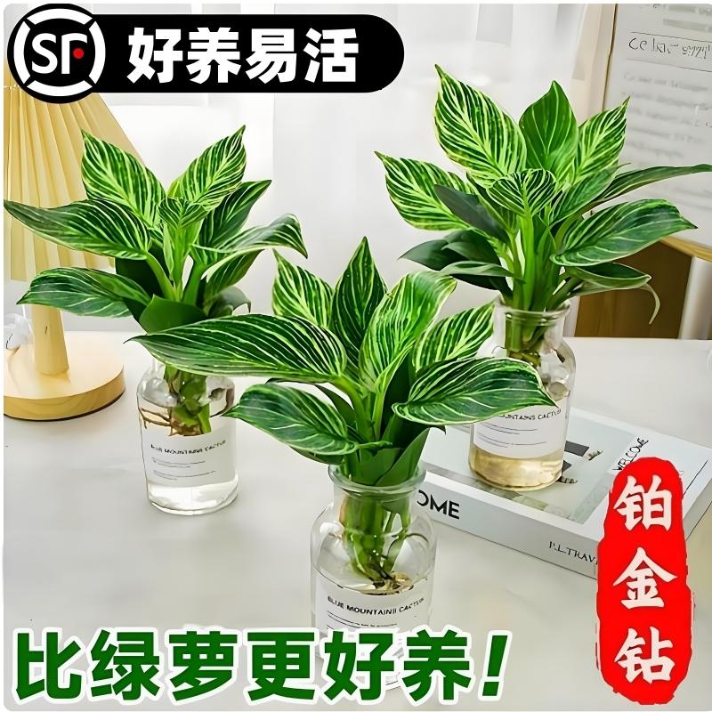 水培铂金钻锦化绿公主室内