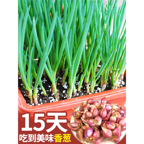 火葱头四季小香种子苗籽红