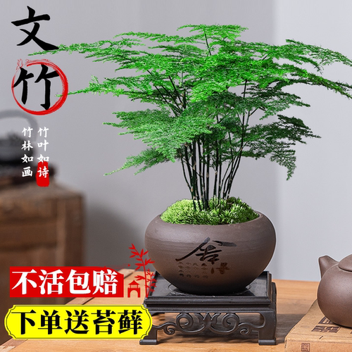文竹盆栽植物室内花卉景客