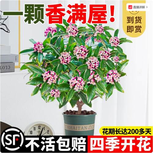 金边瑞香带花苞盆栽卉室内
