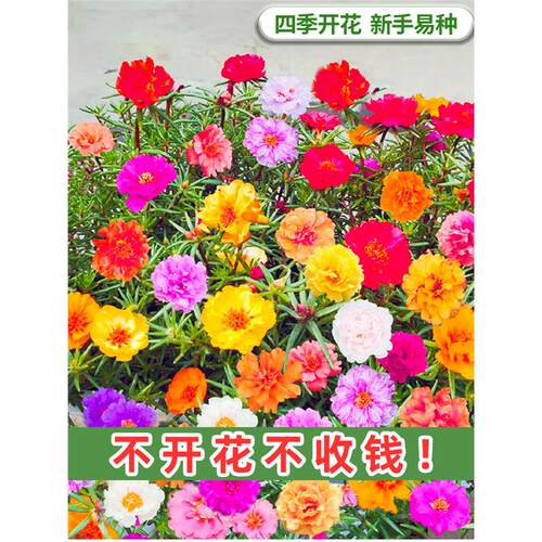 重瓣太阳花种孑籽子混色四