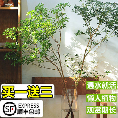 马醉木水培植物日本进口吊