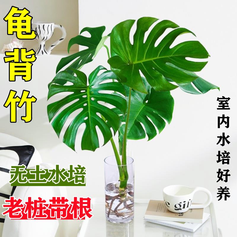 水培植物龟背竹盆栽老桩净