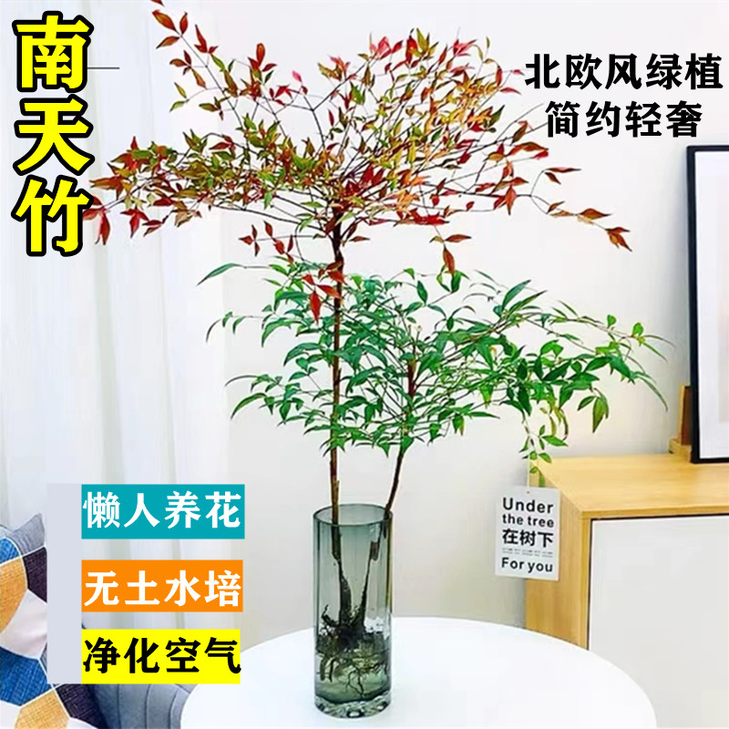 火焰红南天竹水养水培植物盆栽鲜切枝花卉绿植室内雪柳马醉木平替