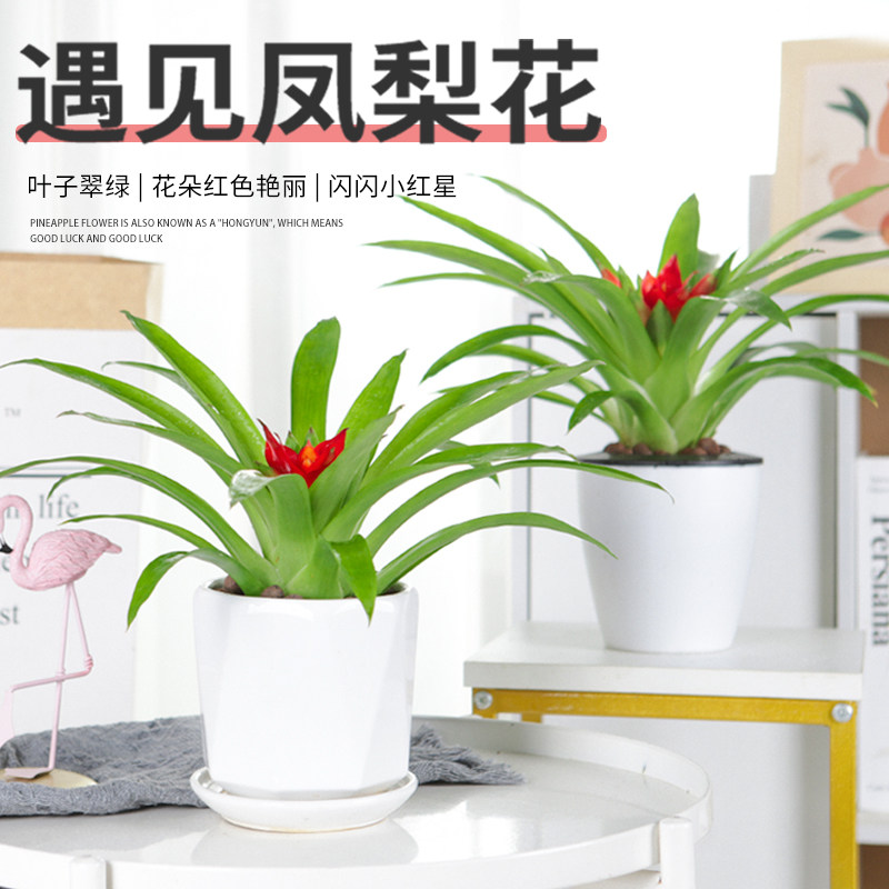 鸿运当头卧室内花卉盆栽红星办公桌阳台客厅凤梨春季冬季观花植物