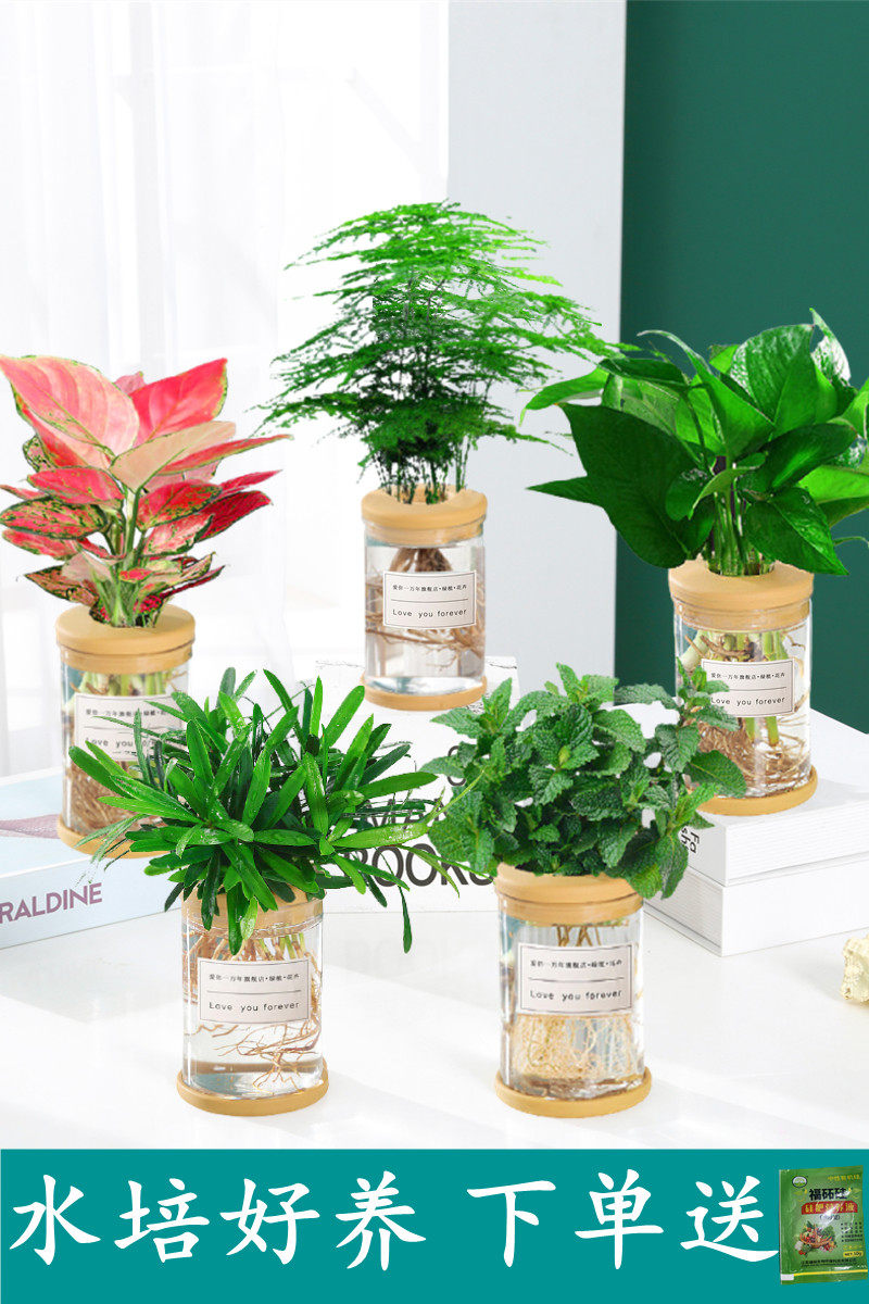 水培植物吉利红发财树绿萝花卉室内盆栽多肉绿植物富贵文竹薄荷养