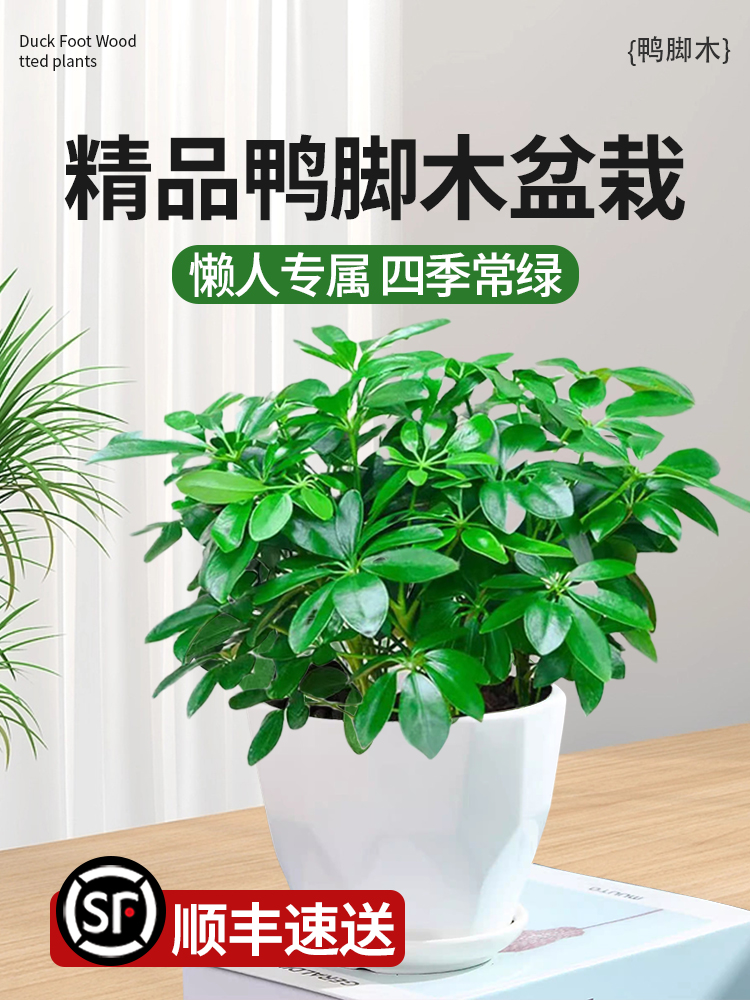 八方来财鸭脚木四季常青室内阳台桌面绿植盆栽花卉发财树苗七叶莲