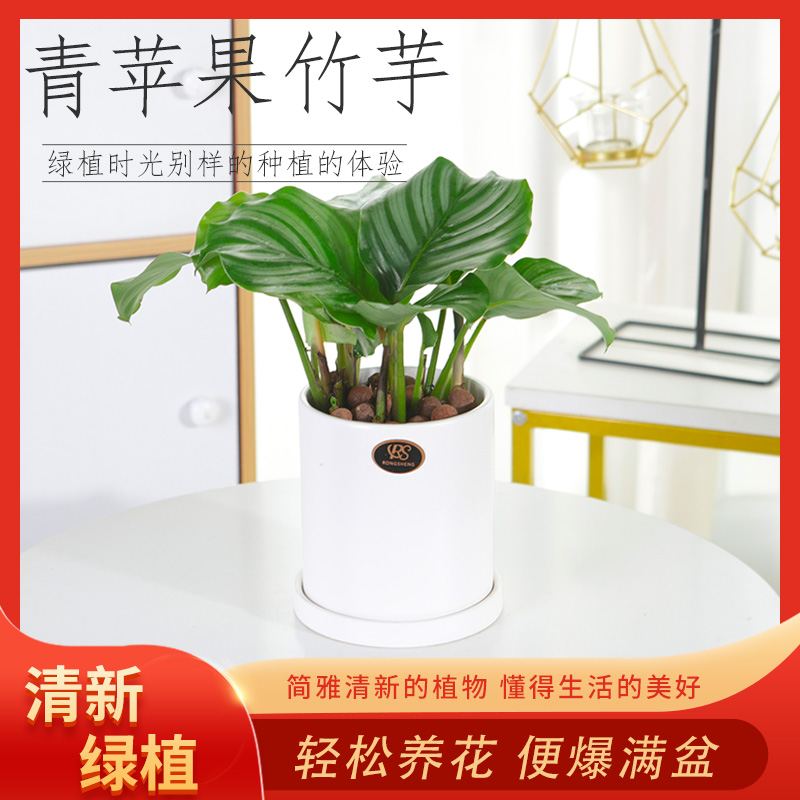 青苹果竹芋盆栽室内吸甲醛净化空气办公桌面观叶植物四季常青好养