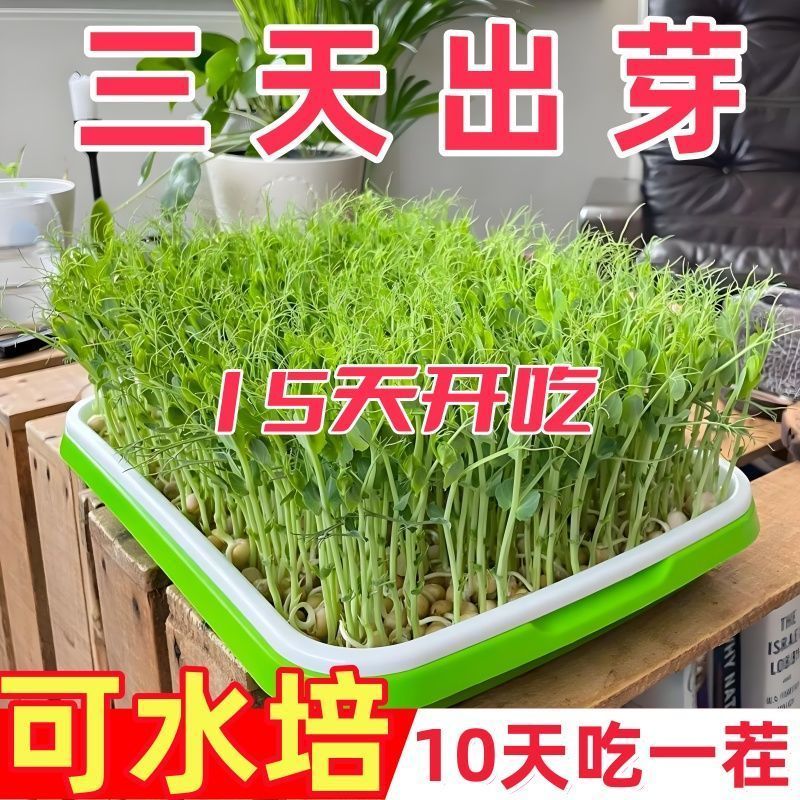 豌豆苗种子套装秋冬季蔬菜种子水培豌豆苗豆芽无土育苗水培蔬菜