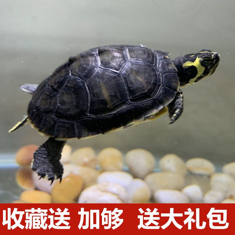 黄头龟吃粪龟不吃鱼的乌龟养宠物观赏小乌龟招财一对黄耳吃粪淡i.