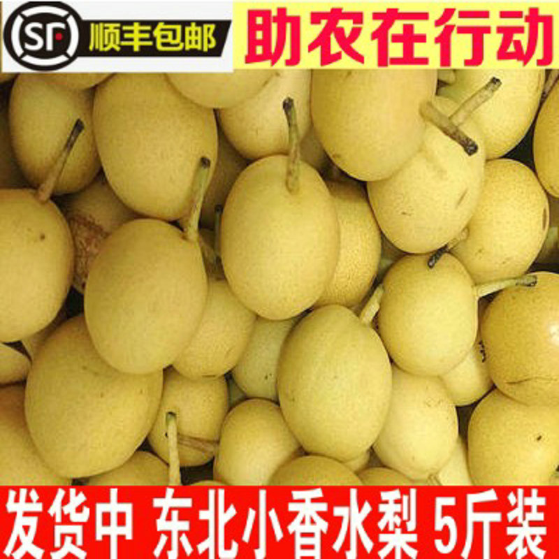 东北特产斤装包邮香水梨
