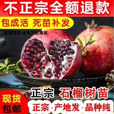 四川石榴树果苗庭院果树无籽突尼斯石榴树苗北方南方种植果苗大全