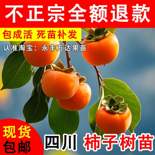 【正品保证】柿子树苗