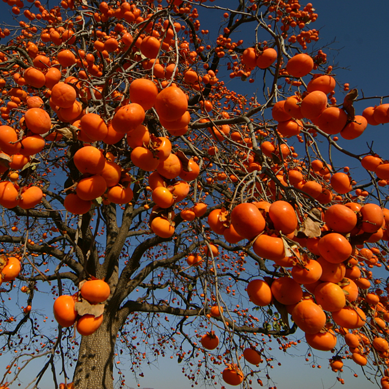 【正宗果树】柿子树苗