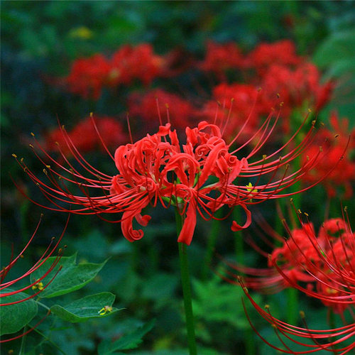 彼岸花球根素材模板 彼岸花球根图片下载 小麦优选