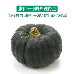 康沙贝贝南瓜正宗惠和一号日引种源小贝贝迷你粉面南瓜