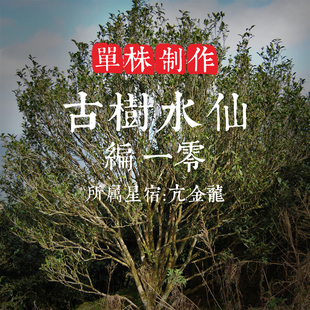 单株【古树水仙10】200年树龄 滋味饱满 生津回甘显后劲足 单丛茶