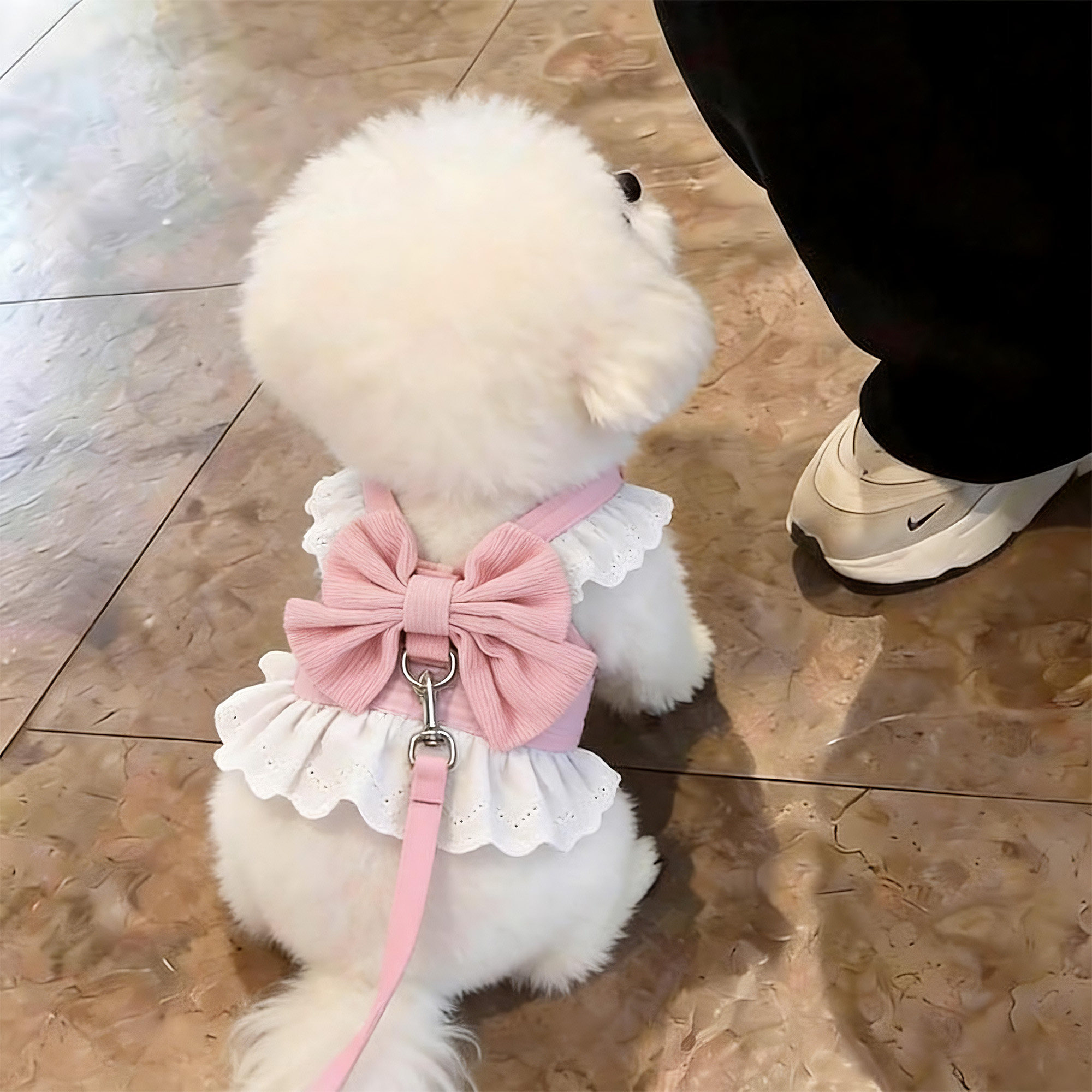 狗狗牵引绳小型犬蕾丝边胸背带裙子甜美薄款幼犬外出专用牵引衣服