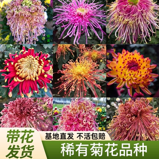 菊花盆栽带花苞四季开花可食用特大乒乓菊荷兰菊花苗大花大苗植物