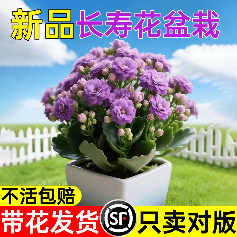 新品紫罗兰长寿花盆栽带花苞重瓣大花苗阳台花卉绿植物四季开花