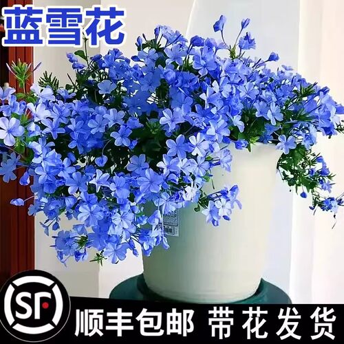 蓝雪花苗盆栽带花苞四季好养鲜花