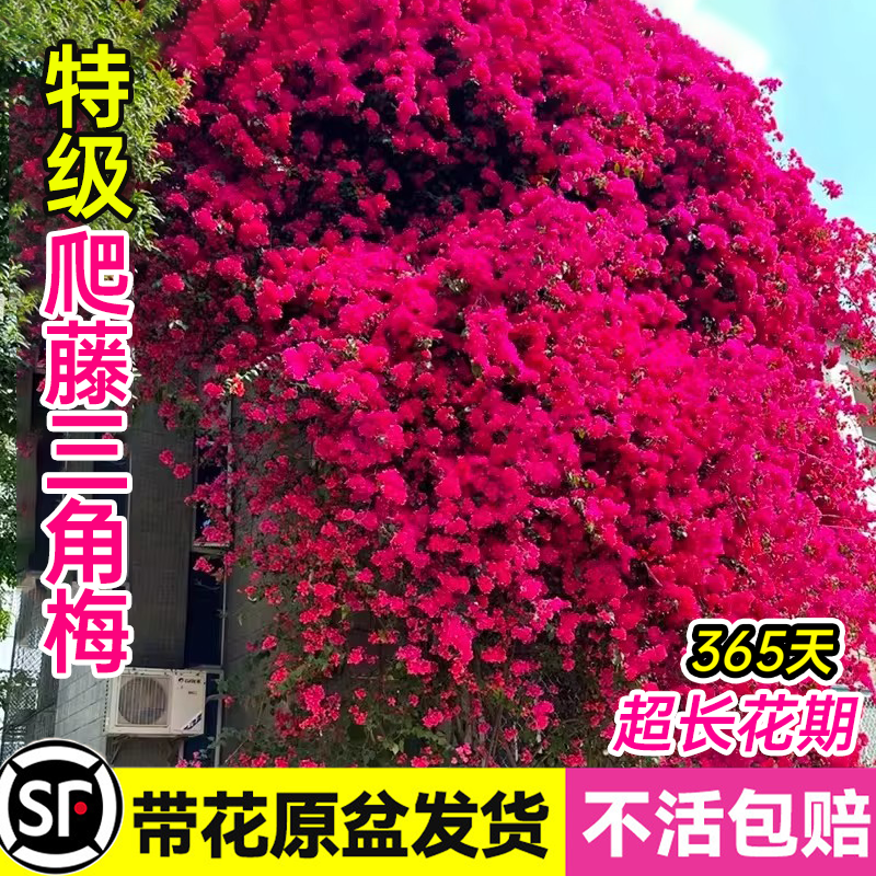 爬藤三角梅盆栽绿樱中国红老桩带花苞发货庭院花卉绿植物四季常青,鲜花速递/花卉仿真/绿植园艺,时令草本花卉,淘宝优惠券,粉丝福利购,淘宝优惠卷