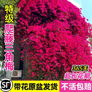 爬藤三角梅盆栽绿樱中国红老桩带花苞发货庭院花卉绿植物四季常青