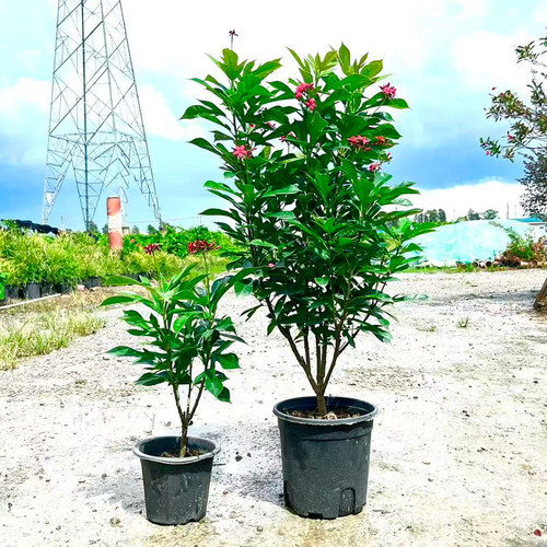 花期长戟叶珊瑚花卉盆栽庭院客厅