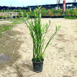 孔雀珊瑚盆栽绿植花卉红雀珊瑚扭曲草办公室阳台庭院园林公园地栽