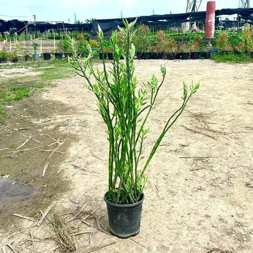 孔雀珊瑚盆栽绿植花卉盆栽地栽
