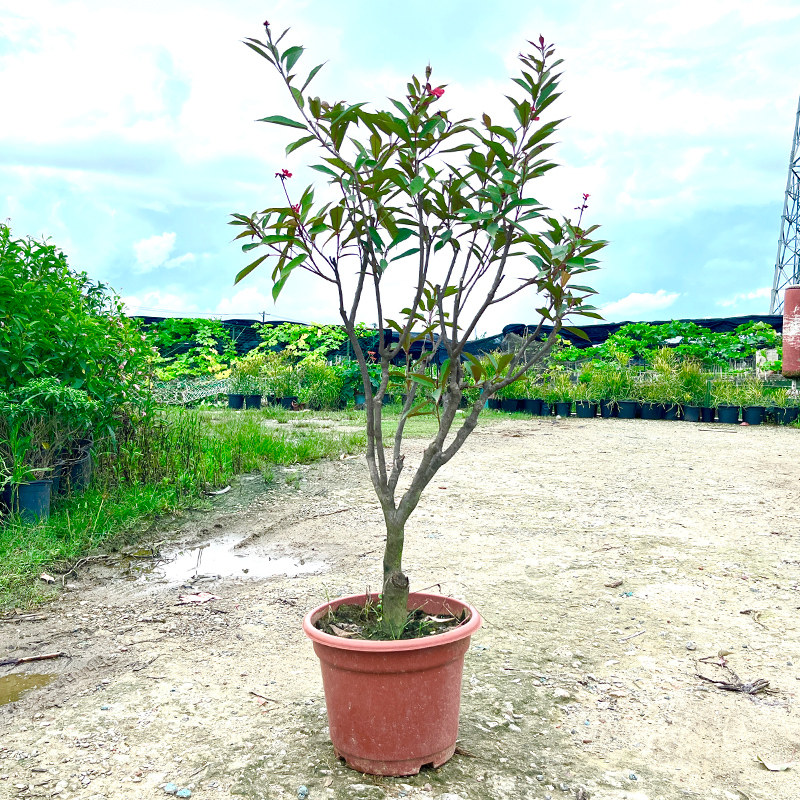 花期长粗杆老桩琴叶珊瑚花卉庭院阳台客厅绿植盆栽地栽均可樱花