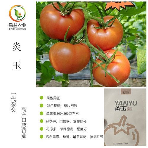 日本坂田炎玉水果番茄草莓番茄