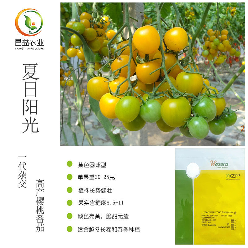正宗原包装以色列海泽拉夏日阳光樱桃番茄种子黄色圆形小番茄种籽