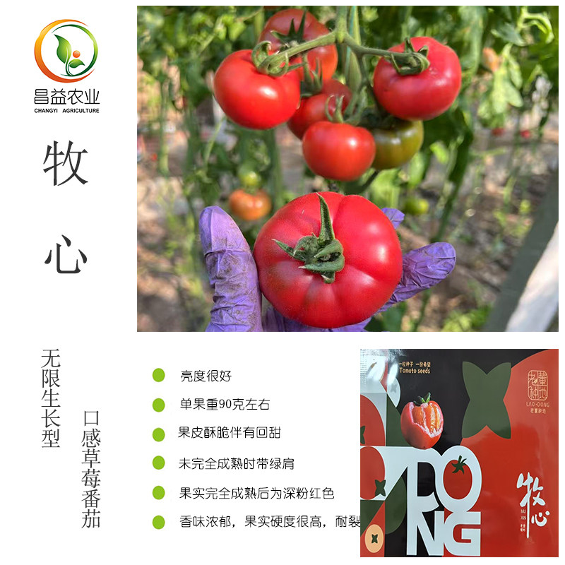 牧心番茄草莓番茄西红柿种子